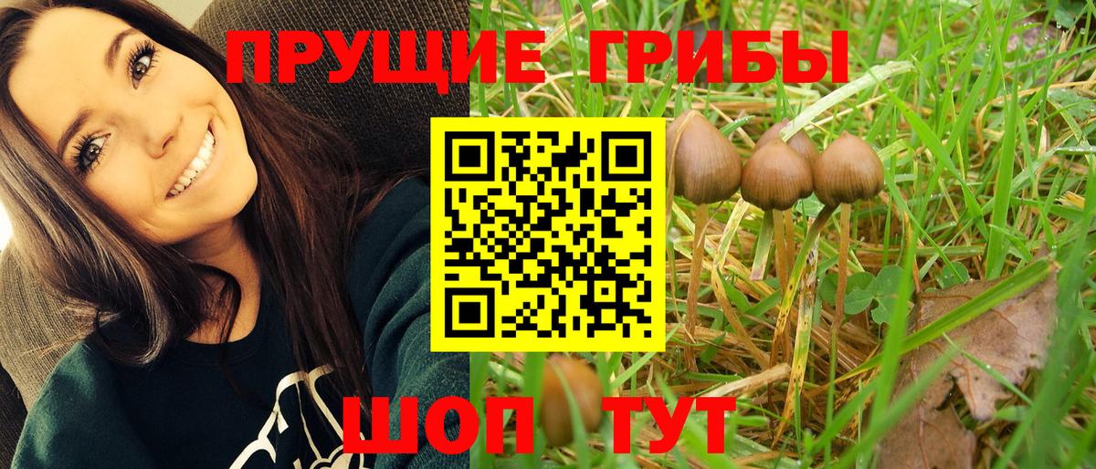 Чебоксары  где найти   Вход с VPN  Псилоцибиновые грибы Psilocybine cubensis 